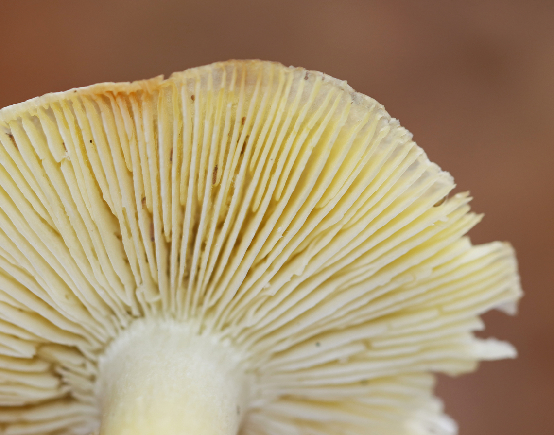Tricholoma sejunctum Habitat: Growing in a mixed forest with lots of oak and eastern hemlock.<br />
<figure class="photo"><a href="https://www.jungledragon.com/image/147513/tricholoma_sejunctum.html" title="Tricholoma sejunctum"><img src="https://s3.amazonaws.com/media.jungledragon.com/images/3232/147513_thumb.jpg?AWSAccessKeyId=05GMT0V3GWVNE7GGM1R2&Expires=1767225610&Signature=6F0CUZ4hhno7V4CU2Wk8m1CJeVY%3D" width="130" height="152" alt="Tricholoma sejunctum Habitat: Growing in a mixed forest with lots of oak and eastern hemlock.<br />
https://www.jungledragon.com/image/147512/tricholoma_sejunctum.html Fall,Geotagged,Tricholoma sejunctum,United States" /></a></figure> Fall,Geotagged,Tricholoma,Tricholoma sejunctum,United States,fungus,mushroom