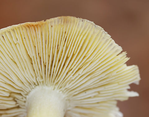 Tricholoma sejunctum Habitat: Growing in a mixed forest with lots of oak and eastern hemlock.
https://www.jungledragon.com/image/147513/tricholoma_sejunctum.html Fall,Geotagged,Tricholoma,Tricholoma sejunctum,United States,fungus,mushroom