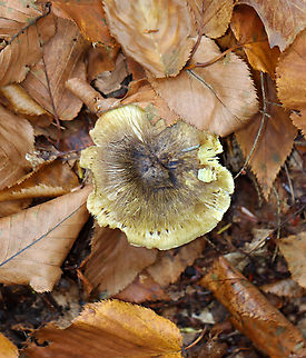 Tricholoma sejunctum Habitat: Growing in a mixed forest with lots of oak and eastern hemlock.
https://www.jungledragon.com/image/147512/tricholoma_sejunctum.html Fall,Geotagged,Tricholoma sejunctum,United States