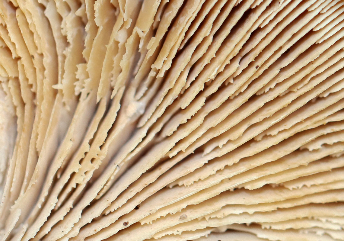 Bear Paws - Lentinellus ursinus This photo shows the saw-toothed gills, which are an important characteristic for ID.<br />
<br />
Habitat: Growing on hardwood; mixed forest<br />
<figure class="photo"><a href="https://www.jungledragon.com/image/147533/bear_paws_-_lentinellus_ursinus.html" title="Bear Paws - Lentinellus ursinus"><img src="https://s3.amazonaws.com/media.jungledragon.com/images/3232/147533_thumb.jpg?AWSAccessKeyId=05GMT0V3GWVNE7GGM1R2&Expires=1759968010&Signature=PMmfhnT4rewCAJWdpftQi4thMNI%3D" width="200" height="148" alt="Bear Paws - Lentinellus ursinus Habitat: Growing on hardwood; mixed forest<br />
https://www.jungledragon.com/image/147532/bear_paws_-_lentinellus_ursinus.html Bear Lentinellus,Fall,Geotagged,Lentinellus ursinus,United States" /></a></figure> Bear Lentinellus,Fall,Geotagged,Lentinellus ursinus,United States,fungus,lentinellus,mushroom