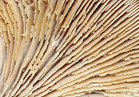 Bear Paws - Lentinellus ursinus This photo shows the saw-toothed gills, which are an important characteristic for ID.<br />
<br />
Habitat: Growing on hardwood; mixed forest<br />
https://www.jungledragon.com/image/147533/bear_paws_-_lentinellus_ursinus.html Bear Lentinellus,Fall,Geotagged,Lentinellus ursinus,United States,fungus,lentinellus,mushroom