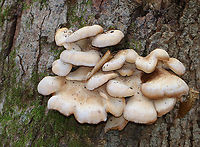Bear Paws - Lentinellus ursinus Habitat: Growing on hardwood; mixed forest<br />
https://www.jungledragon.com/image/147532/bear_paws_-_lentinellus_ursinus.html Bear Lentinellus,Fall,Geotagged,Lentinellus ursinus,United States