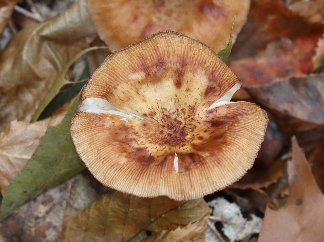 Family Physalacriaceae, Armillaria gallica Habitat: Growing on hardwood sticks; mixed forest<br />
<figure class="photo"><a href="https://www.jungledragon.com/image/147534/family_physalacriaceae_armillaria_gallica.html" title="Family Physalacriaceae, Armillaria gallica"><img src="https://s3.amazonaws.com/media.jungledragon.com/images/3232/147534_thumb.jpg?AWSAccessKeyId=05GMT0V3GWVNE7GGM1R2&Expires=1767225610&Signature=7ZteN%2BiVjpzL%2BV%2FSTGPqNHsrclE%3D" width="200" height="150" alt="Family Physalacriaceae, Armillaria gallica Habitat: Growing on hardwood sticks; mixed forest<br />
https://www.jungledragon.com/image/147534/family_physalacriaceae_armillaria_sp.html<br />
https://www.jungledragon.com/image/147536/family_physalacriaceae_armillaria_sp.html<br />
https://www.jungledragon.com/image/147535/family_physalacriaceae_armillaria_sp.html Armillaria gallica,Bulbous Honey Fungus,Fall,Geotagged,United States,armillaria,fungus,mushroom" /></a></figure><br />
<figure class="photo"><a href="https://www.jungledragon.com/image/147536/family_physalacriaceae_armillaria_gallica.html" title="Family Physalacriaceae, Armillaria gallica"><img src="https://s3.amazonaws.com/media.jungledragon.com/images/3232/147536_thumb.jpg?AWSAccessKeyId=05GMT0V3GWVNE7GGM1R2&Expires=1767225610&Signature=F5IvYEMFWQoZP7wqA9lEy2%2Bqh8I%3D" width="102" height="152" alt="Family Physalacriaceae, Armillaria gallica Habitat: Growing on hardwood sticks; mixed forest<br />
https://www.jungledragon.com/image/147534/family_physalacriaceae_armillaria_sp.html<br />
https://www.jungledragon.com/image/147536/family_physalacriaceae_armillaria_sp.html<br />
https://www.jungledragon.com/image/147535/family_physalacriaceae_armillaria_sp.html Armillaria gallica,Bulbous Honey Fungus,Fall,Geotagged,United States" /></a></figure><br />
<figure class="photo"><a href="https://www.jungledragon.com/image/147535/family_physalacriaceae_armillaria_gallica.html" title="Family Physalacriaceae, Armillaria gallica"><img src="https://s3.amazonaws.com/media.jungledragon.com/images/3232/147535_thumb.jpg?AWSAccessKeyId=05GMT0V3GWVNE7GGM1R2&Expires=1767225610&Signature=oIt4bTOld0nGoUnY4PXct%2FU5VNg%3D" width="200" height="138" alt="Family Physalacriaceae, Armillaria gallica Habitat: Growing on hardwood sticks; mixed forest<br />
https://www.jungledragon.com/image/147534/family_physalacriaceae_armillaria_sp.html<br />
https://www.jungledragon.com/image/147536/family_physalacriaceae_armillaria_sp.html<br />
https://www.jungledragon.com/image/147535/family_physalacriaceae_armillaria_sp.html Armillaria gallica,Bulbous Honey Fungus,Fall,Geotagged,United States" /></a></figure> Armillaria gallica,Bulbous Honey Fungus,Fall,Geotagged,United States,armillaria,fungus,mushroom