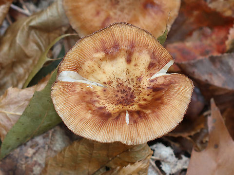 Family Physalacriaceae, Armillaria gallica Habitat: Growing on hardwood sticks; mixed forest
https://www.jungledragon.com/image/147534/family_physalacriaceae_armillaria_sp.html
https://www.jungledragon.com/image/147536/family_physalacriaceae_armillaria_sp.html
https://www.jungledragon.com/image/147535/family_physalacriaceae_armillaria_sp.html Armillaria gallica,Bulbous Honey Fungus,Fall,Geotagged,United States,armillaria,fungus,mushroom