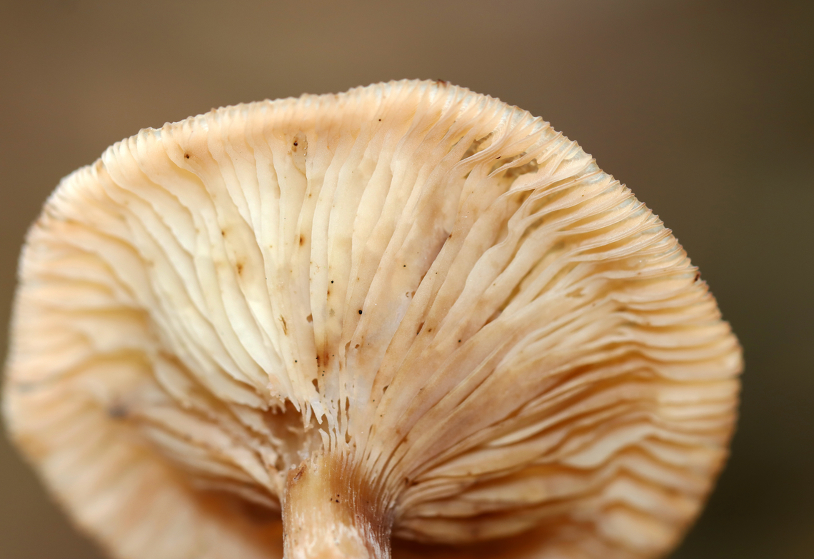 Family Physalacriaceae, Armillaria gallica Habitat: Growing on hardwood sticks; mixed forest<br />
<figure class="photo"><a href="https://www.jungledragon.com/image/147534/family_physalacriaceae_armillaria_gallica.html" title="Family Physalacriaceae, Armillaria gallica"><img src="https://s3.amazonaws.com/media.jungledragon.com/images/3232/147534_thumb.jpg?AWSAccessKeyId=05GMT0V3GWVNE7GGM1R2&Expires=1767225610&Signature=7ZteN%2BiVjpzL%2BV%2FSTGPqNHsrclE%3D" width="200" height="150" alt="Family Physalacriaceae, Armillaria gallica Habitat: Growing on hardwood sticks; mixed forest<br />
https://www.jungledragon.com/image/147534/family_physalacriaceae_armillaria_sp.html<br />
https://www.jungledragon.com/image/147536/family_physalacriaceae_armillaria_sp.html<br />
https://www.jungledragon.com/image/147535/family_physalacriaceae_armillaria_sp.html Armillaria gallica,Bulbous Honey Fungus,Fall,Geotagged,United States,armillaria,fungus,mushroom" /></a></figure><br />
<figure class="photo"><a href="https://www.jungledragon.com/image/147536/family_physalacriaceae_armillaria_gallica.html" title="Family Physalacriaceae, Armillaria gallica"><img src="https://s3.amazonaws.com/media.jungledragon.com/images/3232/147536_thumb.jpg?AWSAccessKeyId=05GMT0V3GWVNE7GGM1R2&Expires=1767225610&Signature=F5IvYEMFWQoZP7wqA9lEy2%2Bqh8I%3D" width="102" height="152" alt="Family Physalacriaceae, Armillaria gallica Habitat: Growing on hardwood sticks; mixed forest<br />
https://www.jungledragon.com/image/147534/family_physalacriaceae_armillaria_sp.html<br />
https://www.jungledragon.com/image/147536/family_physalacriaceae_armillaria_sp.html<br />
https://www.jungledragon.com/image/147535/family_physalacriaceae_armillaria_sp.html Armillaria gallica,Bulbous Honey Fungus,Fall,Geotagged,United States" /></a></figure><br />
<figure class="photo"><a href="https://www.jungledragon.com/image/147535/family_physalacriaceae_armillaria_gallica.html" title="Family Physalacriaceae, Armillaria gallica"><img src="https://s3.amazonaws.com/media.jungledragon.com/images/3232/147535_thumb.jpg?AWSAccessKeyId=05GMT0V3GWVNE7GGM1R2&Expires=1767225610&Signature=oIt4bTOld0nGoUnY4PXct%2FU5VNg%3D" width="200" height="138" alt="Family Physalacriaceae, Armillaria gallica Habitat: Growing on hardwood sticks; mixed forest<br />
https://www.jungledragon.com/image/147534/family_physalacriaceae_armillaria_sp.html<br />
https://www.jungledragon.com/image/147536/family_physalacriaceae_armillaria_sp.html<br />
https://www.jungledragon.com/image/147535/family_physalacriaceae_armillaria_sp.html Armillaria gallica,Bulbous Honey Fungus,Fall,Geotagged,United States" /></a></figure> Armillaria gallica,Bulbous Honey Fungus,Fall,Geotagged,United States