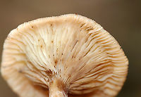 Family Physalacriaceae, Armillaria gallica Habitat: Growing on hardwood sticks; mixed forest<br />
https://www.jungledragon.com/image/147534/family_physalacriaceae_armillaria_sp.html<br />
https://www.jungledragon.com/image/147536/family_physalacriaceae_armillaria_sp.html<br />
https://www.jungledragon.com/image/147535/family_physalacriaceae_armillaria_sp.html Armillaria gallica,Bulbous Honey Fungus,Fall,Geotagged,United States