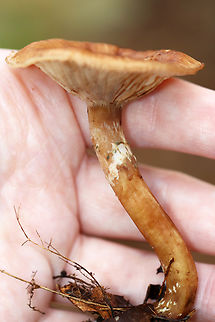 Family Physalacriaceae, Armillaria gallica Habitat: Growing on hardwood sticks; mixed forest
https://www.jungledragon.com/image/147534/family_physalacriaceae_armillaria_sp.html
https://www.jungledragon.com/image/147536/family_physalacriaceae_armillaria_sp.html
https://www.jungledragon.com/image/147535/family_physalacriaceae_armillaria_sp.html Armillaria gallica,Bulbous Honey Fungus,Fall,Geotagged,United States