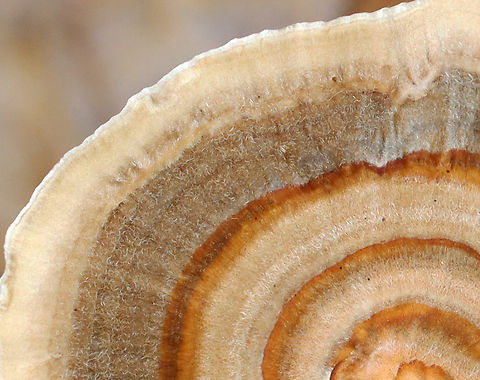 Turkey Tail - Trametes versicolor Habitat: Growing on hardwood; mixed forest
https://www.jungledragon.com/image/147538/turkey_tail_-_trametes_versicolor.html Fall,Geotagged,Trametes versicolor,Turkey Tail,United States,fungus,mushroom,polypore,trametes
