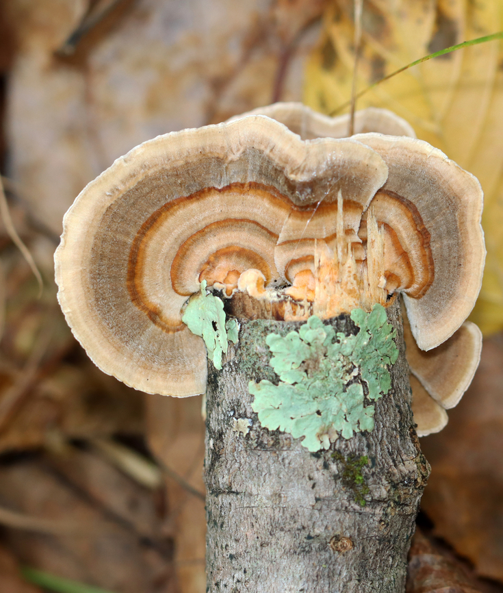 Turkey Tail - Trametes versicolor Habitat: Growing on hardwood; mixed forest<br />
<figure class="photo"><a href="https://www.jungledragon.com/image/147537/turkey_tail_-_trametes_versicolor.html" title="Turkey Tail - Trametes versicolor"><img src="https://s3.amazonaws.com/media.jungledragon.com/images/3232/147537_thumb.jpg?AWSAccessKeyId=05GMT0V3GWVNE7GGM1R2&Expires=1759968010&Signature=NS4jzyjX5PpfAzT5pJ1H0TP4VEI%3D" width="200" height="160" alt="Turkey Tail - Trametes versicolor Habitat: Growing on hardwood; mixed forest<br />
https://www.jungledragon.com/image/147538/turkey_tail_-_trametes_versicolor.html Fall,Geotagged,Trametes versicolor,Turkey Tail,United States,fungus,mushroom,polypore,trametes" /></a></figure> Fall,Geotagged,Trametes versicolor,Turkey Tail,United States