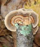 Turkey Tail - Trametes versicolor Habitat: Growing on hardwood; mixed forest<br />
https://www.jungledragon.com/image/147537/turkey_tail_-_trametes_versicolor.html Fall,Geotagged,Trametes versicolor,Turkey Tail,United States