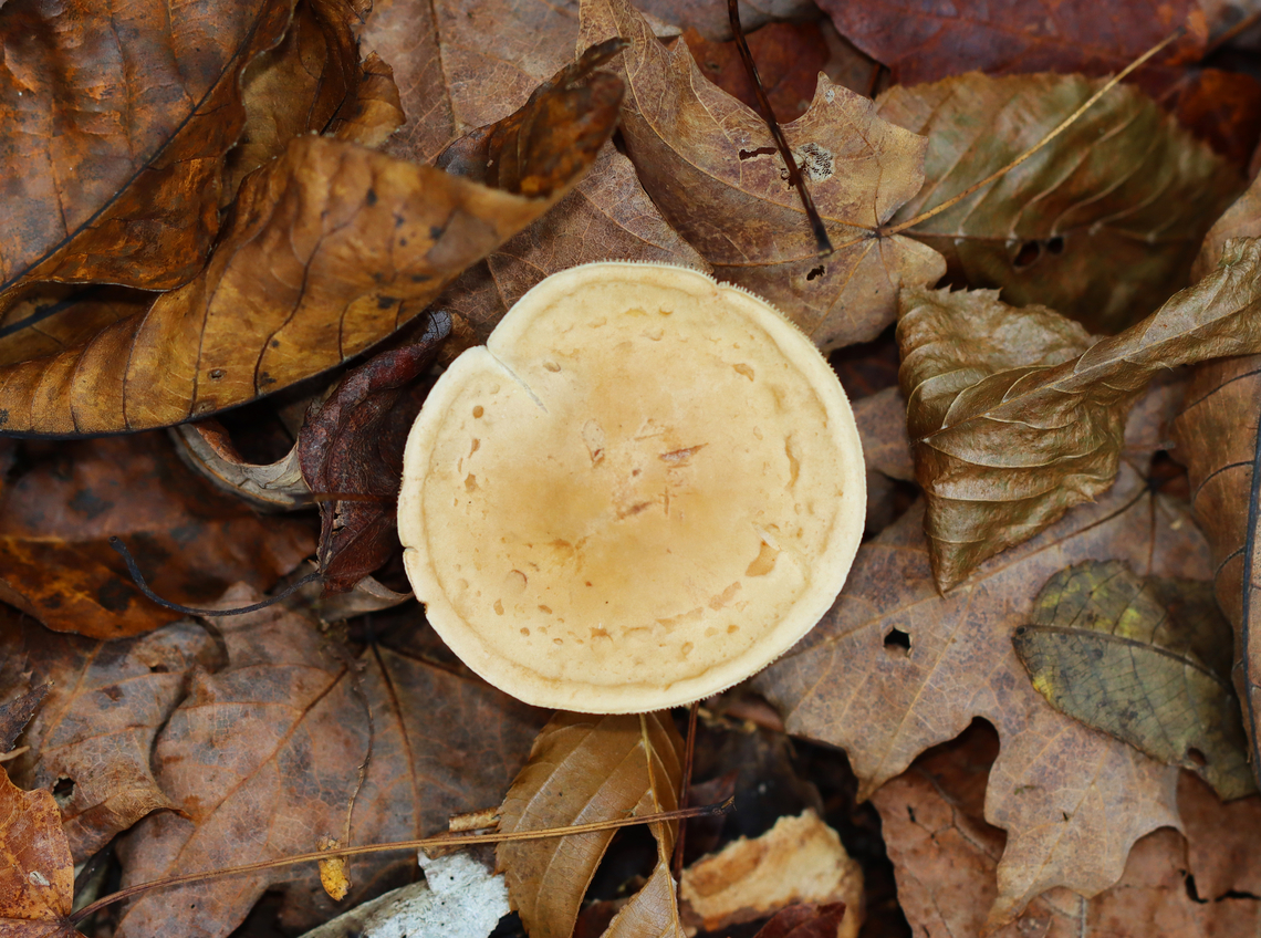 Tricholoma odorum The cap resembled a pancake. <br />
<br />
Habitat: It was growing alone on the ground in a mostly deciduous forest.<br />
<figure class="photo"><a href="https://www.jungledragon.com/image/147539/tricholoma_odorum.html" title="Tricholoma odorum"><img src="https://s3.amazonaws.com/media.jungledragon.com/images/3232/147539_thumb.jpg?AWSAccessKeyId=05GMT0V3GWVNE7GGM1R2&Expires=1767225610&Signature=beRsoWg%2FIXLyrnC6U28vb93sip4%3D" width="200" height="150" alt="Tricholoma odorum The cap resembled a pancake. <br />
<br />
Habitat: It was growing alone on the ground in a mostly deciduous forest.<br />
https://www.jungledragon.com/image/147539/tricholoma_odorum.html<br />
https://www.jungledragon.com/image/147541/tricholoma_odorum.html<br />
https://www.jungledragon.com/image/147540/tricholoma_odorum.html Fall,Geotagged,Tricholoma,Tricholoma odorum,United States,fungus,mushroom" /></a></figure><br />
<figure class="photo"><a href="https://www.jungledragon.com/image/147541/tricholoma_odorum.html" title="Tricholoma odorum"><img src="https://s3.amazonaws.com/media.jungledragon.com/images/3232/147541_thumb.jpg?AWSAccessKeyId=05GMT0V3GWVNE7GGM1R2&Expires=1767225610&Signature=4RD9sz02aI8JY5XPq7C%2F8uKGA8w%3D" width="110" height="152" alt="Tricholoma odorum The cap resembled a pancake.<br />
<br />
Habitat: It was growing alone on the ground in a mostly deciduous forest.<br />
https://www.jungledragon.com/image/147539/tricholoma_odorum.html<br />
https://www.jungledragon.com/image/147541/tricholoma_odorum.html<br />
https://www.jungledragon.com/image/147540/tricholoma_odorum.html Fall,Geotagged,Tricholoma odorum,United States" /></a></figure><br />
<figure class="photo"><a href="https://www.jungledragon.com/image/147540/tricholoma_odorum.html" title="Tricholoma odorum"><img src="https://s3.amazonaws.com/media.jungledragon.com/images/3232/147540_thumb.jpg?AWSAccessKeyId=05GMT0V3GWVNE7GGM1R2&Expires=1767225610&Signature=0RdK6MHLBTTuT%2FSPIBZ4uKvk4cw%3D" width="200" height="126" alt="Tricholoma odorum The cap resembled a pancake.<br />
<br />
Habitat: It was growing alone on the ground in a mostly deciduous forest.<br />
https://www.jungledragon.com/image/147539/tricholoma_odorum.html<br />
https://www.jungledragon.com/image/147541/tricholoma_odorum.html<br />
https://www.jungledragon.com/image/147540/tricholoma_odorum.html Fall,Geotagged,Tricholoma odorum,United States" /></a></figure> Fall,Geotagged,Tricholoma,Tricholoma odorum,United States,fungus,mushroom