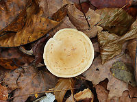 Tricholoma odorum The cap resembled a pancake. <br />
<br />
Habitat: It was growing alone on the ground in a mostly deciduous forest.<br />
https://www.jungledragon.com/image/147539/tricholoma_odorum.html<br />
https://www.jungledragon.com/image/147541/tricholoma_odorum.html<br />
https://www.jungledragon.com/image/147540/tricholoma_odorum.html Fall,Geotagged,Tricholoma,Tricholoma odorum,United States,fungus,mushroom