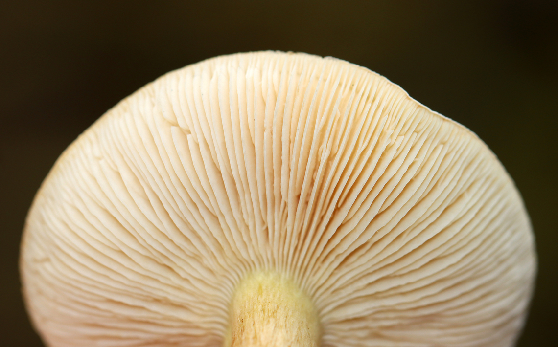 Tricholoma odorum The cap resembled a pancake.<br />
<br />
Habitat: It was growing alone on the ground in a mostly deciduous forest.<br />
<figure class="photo"><a href="https://www.jungledragon.com/image/147539/tricholoma_odorum.html" title="Tricholoma odorum"><img src="https://s3.amazonaws.com/media.jungledragon.com/images/3232/147539_thumb.jpg?AWSAccessKeyId=05GMT0V3GWVNE7GGM1R2&Expires=1759968010&Signature=i58ZqSjFdQYtg043KVDXYWEwmgA%3D" width="200" height="150" alt="Tricholoma odorum The cap resembled a pancake. <br />
<br />
Habitat: It was growing alone on the ground in a mostly deciduous forest.<br />
https://www.jungledragon.com/image/147539/tricholoma_odorum.html<br />
https://www.jungledragon.com/image/147541/tricholoma_odorum.html<br />
https://www.jungledragon.com/image/147540/tricholoma_odorum.html Fall,Geotagged,Tricholoma,Tricholoma odorum,United States,fungus,mushroom" /></a></figure><br />
<figure class="photo"><a href="https://www.jungledragon.com/image/147541/tricholoma_odorum.html" title="Tricholoma odorum"><img src="https://s3.amazonaws.com/media.jungledragon.com/images/3232/147541_thumb.jpg?AWSAccessKeyId=05GMT0V3GWVNE7GGM1R2&Expires=1759968010&Signature=dnBrDPqqRUatrZ%2FIpnWJt8p8NJs%3D" width="110" height="152" alt="Tricholoma odorum The cap resembled a pancake.<br />
<br />
Habitat: It was growing alone on the ground in a mostly deciduous forest.<br />
https://www.jungledragon.com/image/147539/tricholoma_odorum.html<br />
https://www.jungledragon.com/image/147541/tricholoma_odorum.html<br />
https://www.jungledragon.com/image/147540/tricholoma_odorum.html Fall,Geotagged,Tricholoma odorum,United States" /></a></figure><br />
<figure class="photo"><a href="https://www.jungledragon.com/image/147540/tricholoma_odorum.html" title="Tricholoma odorum"><img src="https://s3.amazonaws.com/media.jungledragon.com/images/3232/147540_thumb.jpg?AWSAccessKeyId=05GMT0V3GWVNE7GGM1R2&Expires=1759968010&Signature=5JCedp5h1O3oHh66ImO928Xr06s%3D" width="200" height="126" alt="Tricholoma odorum The cap resembled a pancake.<br />
<br />
Habitat: It was growing alone on the ground in a mostly deciduous forest.<br />
https://www.jungledragon.com/image/147539/tricholoma_odorum.html<br />
https://www.jungledragon.com/image/147541/tricholoma_odorum.html<br />
https://www.jungledragon.com/image/147540/tricholoma_odorum.html Fall,Geotagged,Tricholoma odorum,United States" /></a></figure> Fall,Geotagged,Tricholoma odorum,United States
