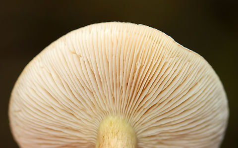 Tricholoma odorum The cap resembled a pancake.

Habitat: It was growing alone on the ground in a mostly deciduous forest.
https://www.jungledragon.com/image/147539/tricholoma_odorum.html
https://www.jungledragon.com/image/147541/tricholoma_odorum.html
https://www.jungledragon.com/image/147540/tricholoma_odorum.html Fall,Geotagged,Tricholoma odorum,United States
