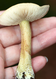 Tricholoma odorum The cap resembled a pancake.

Habitat: It was growing alone on the ground in a mostly deciduous forest.
https://www.jungledragon.com/image/147539/tricholoma_odorum.html
https://www.jungledragon.com/image/147541/tricholoma_odorum.html
https://www.jungledragon.com/image/147540/tricholoma_odorum.html Fall,Geotagged,Tricholoma odorum,United States