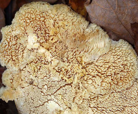 Northern Tooth - Climacodon septentrionalis Habitat: Growing on a hardwood tree
https://www.jungledragon.com/image/147586/northern_tooth_-_climacodon_septentrionalis.html
https://www.jungledragon.com/image/147585/northern_tooth_-_climacodon_septentrionalis.html
https://www.jungledragon.com/image/147584/northern_tooth_-_climacodon_septentrionalis.html Climacodon septentrionalis,Fall,Geotagged,Northern Tooth,United States
