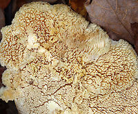 Northern Tooth - Climacodon septentrionalis Habitat: Growing on a hardwood tree<br />
https://www.jungledragon.com/image/147586/northern_tooth_-_climacodon_septentrionalis.html<br />
https://www.jungledragon.com/image/147585/northern_tooth_-_climacodon_septentrionalis.html<br />
https://www.jungledragon.com/image/147584/northern_tooth_-_climacodon_septentrionalis.html Climacodon septentrionalis,Fall,Geotagged,Northern Tooth,United States
