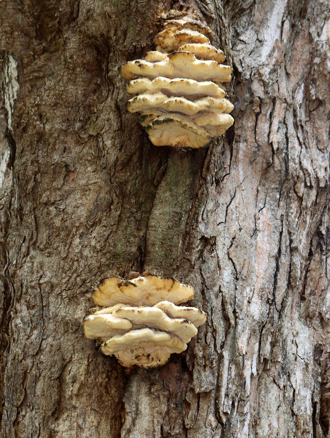 Northern Tooth - Climacodon septentrionalis Habitat: Growing on a hardwood tree<br />
<figure class="photo"><a href="https://www.jungledragon.com/image/147586/northern_tooth_-_climacodon_septentrionalis.html" title="Northern Tooth - Climacodon septentrionalis"><img src="https://s3.amazonaws.com/media.jungledragon.com/images/3232/147586_thumb.jpg?AWSAccessKeyId=05GMT0V3GWVNE7GGM1R2&Expires=1767225610&Signature=WtpEciWdRNDu0jf5LzG61XX05Mc%3D" width="200" height="154" alt="Northern Tooth - Climacodon septentrionalis Habitat: Growing on a hardwood tree<br />
https://www.jungledragon.com/image/147586/northern_tooth_-_climacodon_septentrionalis.html<br />
https://www.jungledragon.com/image/147585/northern_tooth_-_climacodon_septentrionalis.html<br />
https://www.jungledragon.com/image/147584/northern_tooth_-_climacodon_septentrionalis.html Climacodon,Climacodon septentrionalis,Fall,Geotagged,Northern Tooth,United States,fungus,mushroom,polypore" /></a></figure><br />
<figure class="photo"><a href="https://www.jungledragon.com/image/147585/northern_tooth_-_climacodon_septentrionalis.html" title="Northern Tooth - Climacodon septentrionalis"><img src="https://s3.amazonaws.com/media.jungledragon.com/images/3232/147585_thumb.jpg?AWSAccessKeyId=05GMT0V3GWVNE7GGM1R2&Expires=1767225610&Signature=2M1H5EFu1KEX6X6dhDvLjppkof8%3D" width="116" height="152" alt="Northern Tooth - Climacodon septentrionalis Habitat: Growing on a hardwood tree<br />
https://www.jungledragon.com/image/147586/northern_tooth_-_climacodon_septentrionalis.html<br />
https://www.jungledragon.com/image/147585/northern_tooth_-_climacodon_septentrionalis.html<br />
https://www.jungledragon.com/image/147584/northern_tooth_-_climacodon_septentrionalis.html Climacodon septentrionalis,Fall,Geotagged,Northern Tooth,United States" /></a></figure><br />
<figure class="photo"><a href="https://www.jungledragon.com/image/147584/northern_tooth_-_climacodon_septentrionalis.html" title="Northern Tooth - Climacodon septentrionalis"><img src="https://s3.amazonaws.com/media.jungledragon.com/images/3232/147584_thumb.jpg?AWSAccessKeyId=05GMT0V3GWVNE7GGM1R2&Expires=1767225610&Signature=qI4g9Vy8JNmqWUy5hMaN44cOcwY%3D" width="200" height="166" alt="Northern Tooth - Climacodon septentrionalis Habitat: Growing on a hardwood tree<br />
https://www.jungledragon.com/image/147586/northern_tooth_-_climacodon_septentrionalis.html<br />
https://www.jungledragon.com/image/147585/northern_tooth_-_climacodon_septentrionalis.html<br />
https://www.jungledragon.com/image/147584/northern_tooth_-_climacodon_septentrionalis.html Climacodon septentrionalis,Fall,Geotagged,Northern Tooth,United States" /></a></figure> Climacodon septentrionalis,Fall,Geotagged,Northern Tooth,United States