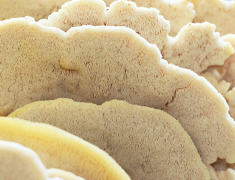 Northern Tooth - Climacodon septentrionalis Habitat: Growing on a hardwood tree
https://www.jungledragon.com/image/147586/northern_tooth_-_climacodon_septentrionalis.html
https://www.jungledragon.com/image/147585/northern_tooth_-_climacodon_septentrionalis.html
https://www.jungledragon.com/image/147584/northern_tooth_-_climacodon_septentrionalis.html Climacodon,Climacodon septentrionalis,Fall,Geotagged,Northern Tooth,United States,fungus,mushroom,polypore