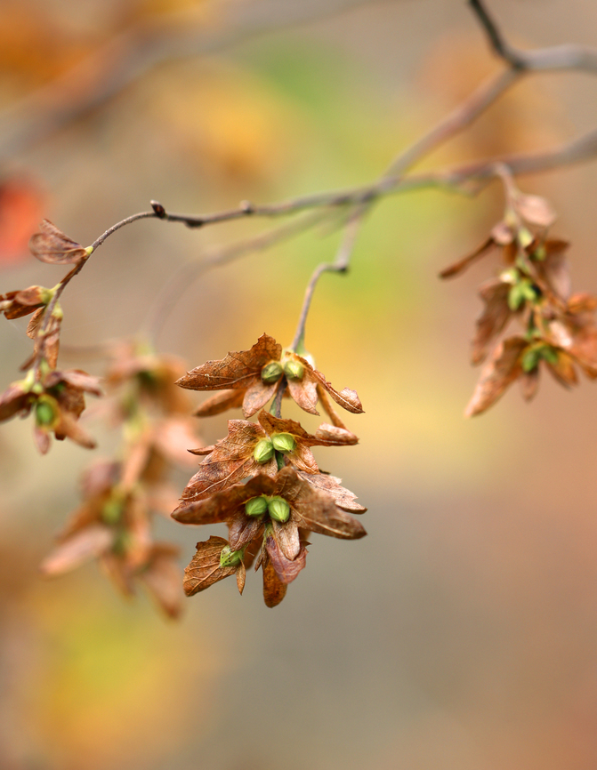 Hornbeam - Carpinus sp., maybe Carpinus caroliniana? Habitat: Mixed forest Carpinus,Fall,Geotagged,United States,hornbeam