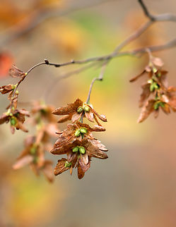 Hornbeam - Carpinus sp., maybe Carpinus caroliniana? Habitat: Mixed forest Carpinus,Fall,Geotagged,United States,hornbeam