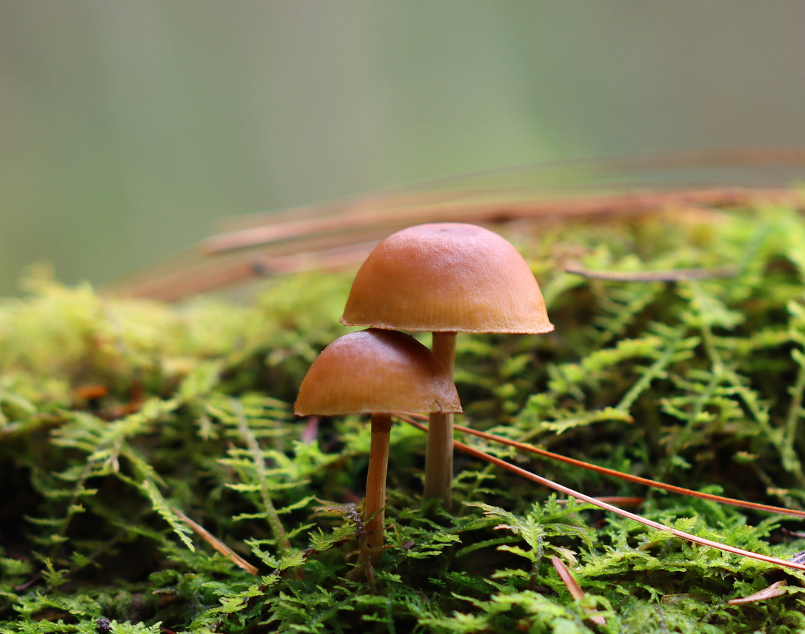 Funeral Bells - Galerina marginata Habitat: Growing on a mossy log in a bog. Fall,Funeral Bells,Galerina,Galerina marginata,Geotagged,United States,fungus,mushrooms