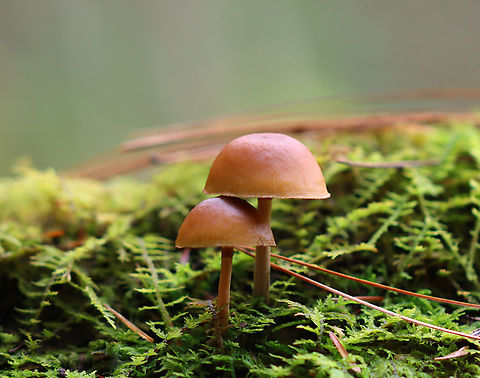 Funeral Bells - Galerina marginata Habitat: Growing on a mossy log in a bog. Fall,Funeral Bells,Galerina,Galerina marginata,Geotagged,United States,fungus,mushrooms