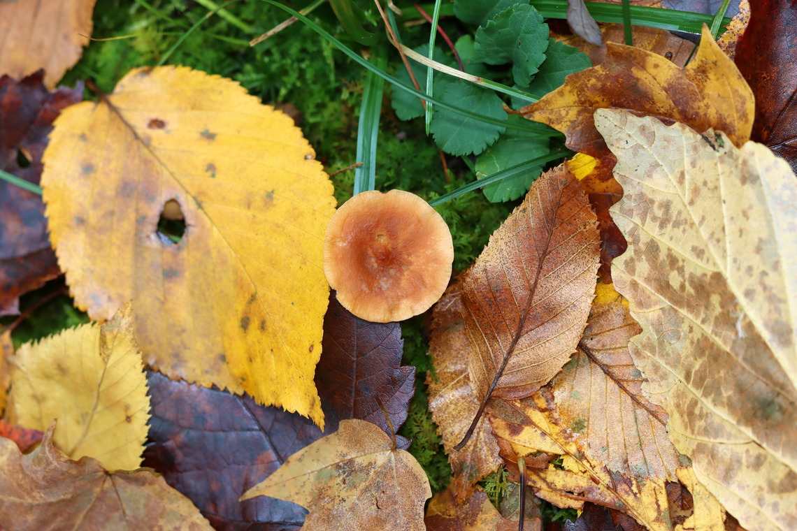 Milkcap - Lactarius sp.? The mushroom seemed old and I couldn&#039;t see any latex, except some that looked dried on the gills.<br />
<br />
Habitat: Growing in moss near the edge of a deciduous forest<br />
<figure class="photo"><a href="https://www.jungledragon.com/image/147614/milkcap_-_lactarius_sp.html" title="Milkcap - Lactarius sp.?"><img src="https://s3.amazonaws.com/media.jungledragon.com/images/3232/147614_thumb.jpg?AWSAccessKeyId=05GMT0V3GWVNE7GGM1R2&Expires=1765411210&Signature=AMosbWx6hMAvBHTTWxQcQssDEeQ%3D" width="200" height="142" alt="Milkcap - Lactarius sp.? The mushroom seemed old and I couldn&#039;t see any latex, except some that looked dried on the gills.<br />
<br />
Habitat: Growing in moss near the edge of a deciduous forest<br />
https://www.jungledragon.com/image/147613/milkcap_-_lactarius_sp.html Fall,Geotagged,United States" /></a></figure> Fall,Geotagged,United States,fungus,lactarius,milkcap,mushroom