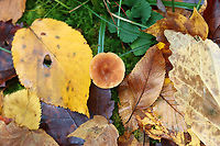 Milkcap - Lactarius sp.? The mushroom seemed old and I couldn't see any latex, except some that looked dried on the gills.<br />
<br />
Habitat: Growing in moss near the edge of a deciduous forest<br />
https://www.jungledragon.com/image/147614/milkcap_-_lactarius_sp.html Fall,Geotagged,United States,fungus,lactarius,milkcap,mushroom