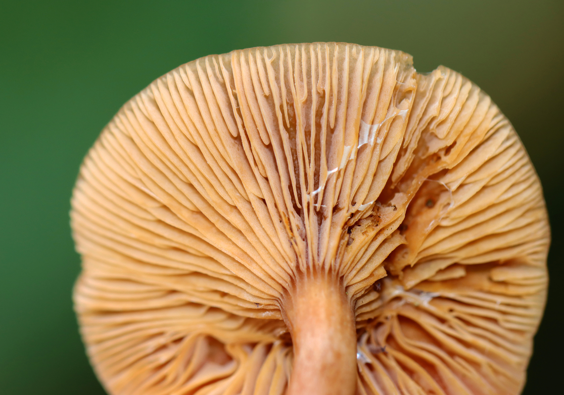 Milkcap - Lactarius sp.? The mushroom seemed old and I couldn&#039;t see any latex, except some that looked dried on the gills.<br />
<br />
Habitat: Growing in moss near the edge of a deciduous forest<br />
<figure class="photo"><a href="https://www.jungledragon.com/image/147613/milkcap_-_lactarius_sp.html" title="Milkcap - Lactarius sp.?"><img src="https://s3.amazonaws.com/media.jungledragon.com/images/3232/147613_thumb.jpg?AWSAccessKeyId=05GMT0V3GWVNE7GGM1R2&Expires=1759968010&Signature=l%2Bzq%2Fp9JImRkq%2B62KkOAkjOSjAY%3D" width="200" height="134" alt="Milkcap - Lactarius sp.? The mushroom seemed old and I couldn&#039;t see any latex, except some that looked dried on the gills.<br />
<br />
Habitat: Growing in moss near the edge of a deciduous forest<br />
https://www.jungledragon.com/image/147614/milkcap_-_lactarius_sp.html Fall,Geotagged,United States,fungus,lactarius,milkcap,mushroom" /></a></figure> Fall,Geotagged,United States