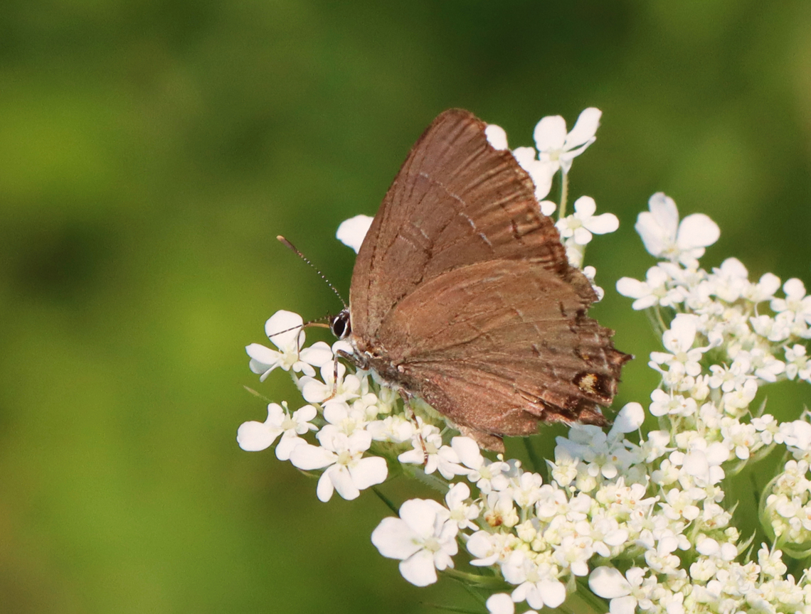 Banded Hairstreak - Satyrium calanus *Species is tentative<br />
<br />
Habitat: Meadow Banded hairstreak,Geotagged,Satyrium,Satyrium calanus,Summer,United States,butterfly,hairstreak