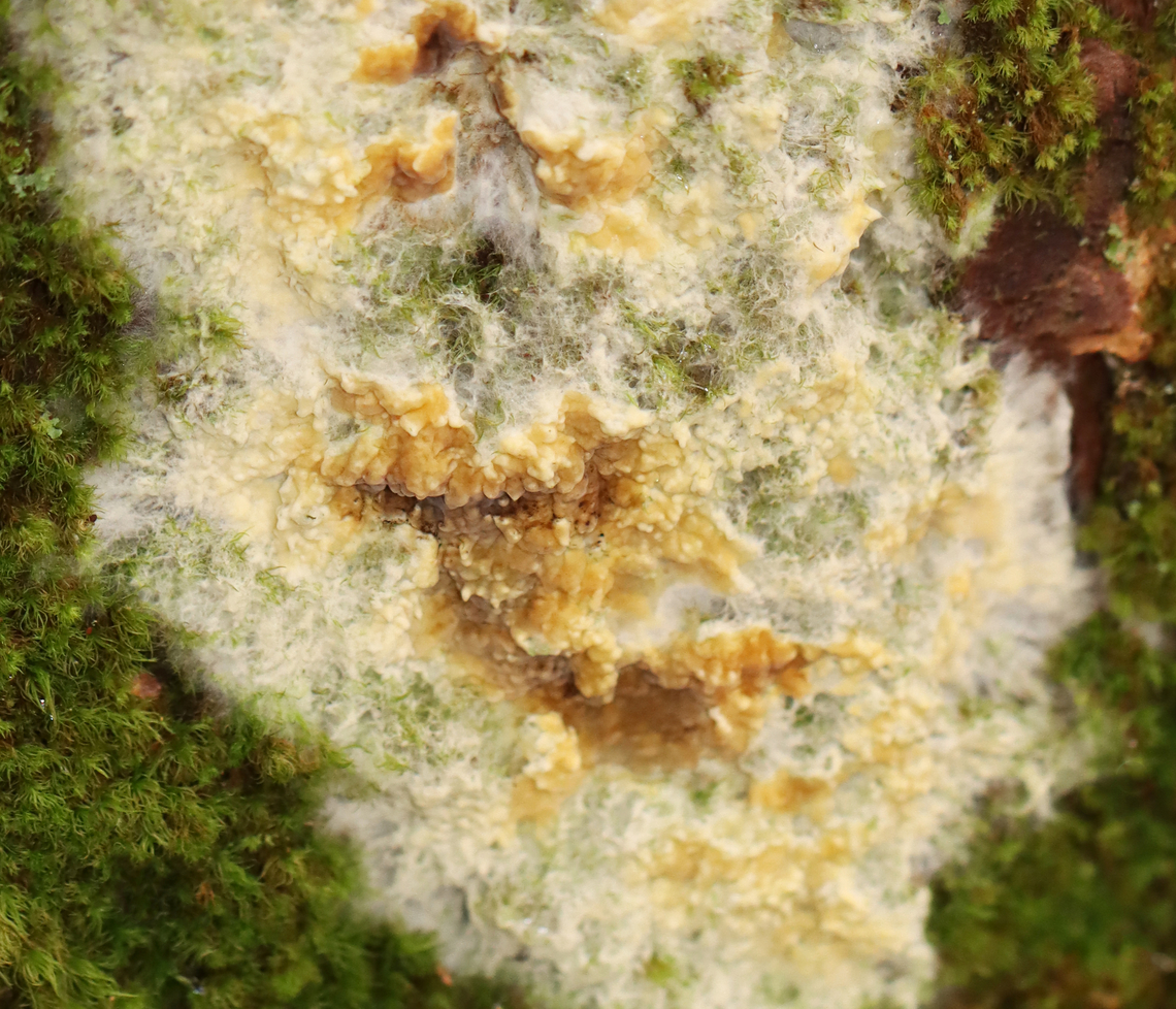 Wet Rot - Coniophora puteana Habitat: Growing on pine; coniferous forest<br />
<figure class="photo"><a href="https://www.jungledragon.com/image/147660/wet_rot_-_coniophora_puteana.html" title="Wet Rot - Coniophora puteana"><img src="https://s3.amazonaws.com/media.jungledragon.com/images/3232/147660_thumb.jpg?AWSAccessKeyId=05GMT0V3GWVNE7GGM1R2&Expires=1767225610&Signature=bazopqCKZjmqRslpXltIBUqiggw%3D" width="102" height="152" alt="Wet Rot - Coniophora puteana Habitat: Growing on pine; coniferous forest<br />
https://www.jungledragon.com/image/147658/wet_rot_-_coniophora_puteana.html Coniophora puteana,Fall,Geotagged,United States,Wet rot" /></a></figure> Coniophora,Coniophora puteana,Fall,Geotagged,United States,Wet rot,fungus
