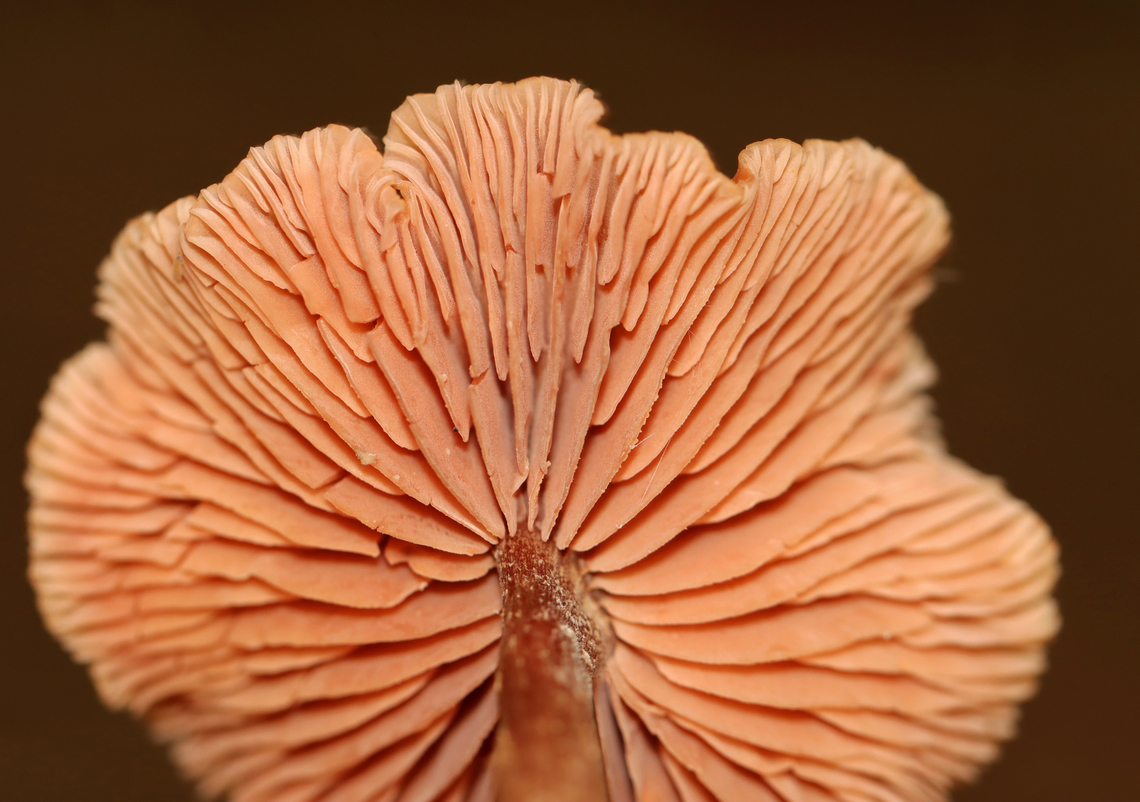The Deceiver - Laccaria laccata Habitat: Coniferous forest Fall,Geotagged,Laccaria laccata,United States,Waxy laccaria,fungus,laccaria,mushroom