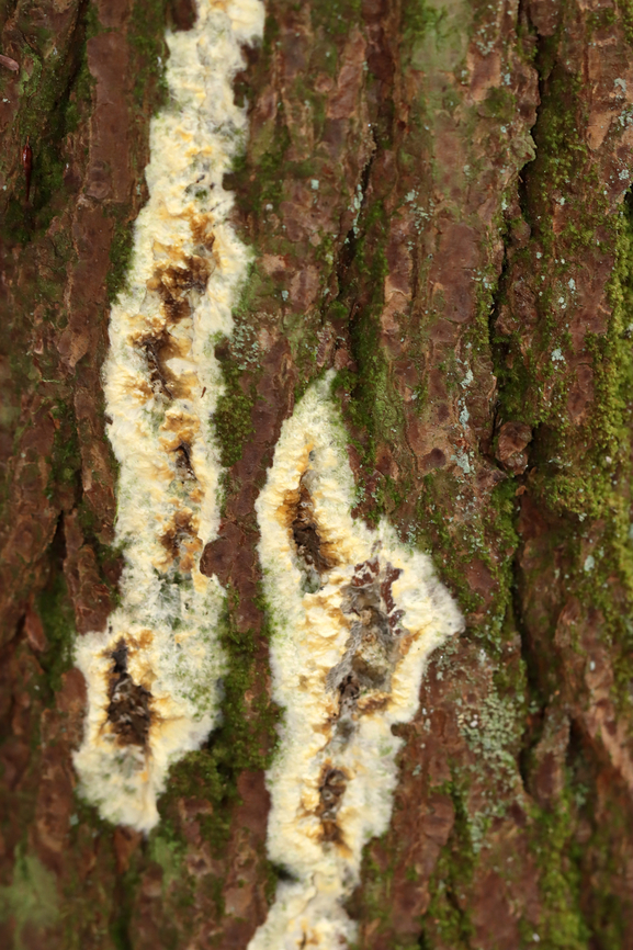 Wet Rot - Coniophora puteana Habitat: Growing on pine; coniferous forest<br />
<figure class="photo"><a href="https://www.jungledragon.com/image/147658/wet_rot_-_coniophora_puteana.html" title="Wet Rot - Coniophora puteana"><img src="https://s3.amazonaws.com/media.jungledragon.com/images/3232/147658_thumb.jpg?AWSAccessKeyId=05GMT0V3GWVNE7GGM1R2&Expires=1759968010&Signature=nQ%2BIHw4FEj6kwqSdOSVBIju1RGM%3D" width="200" height="172" alt="Wet Rot - Coniophora puteana Habitat: Growing on pine; coniferous forest<br />
https://www.jungledragon.com/image/147660/wet_rot_-_coniophora_puteana.html Coniophora,Coniophora puteana,Fall,Geotagged,United States,Wet rot,fungus" /></a></figure> Coniophora puteana,Fall,Geotagged,United States,Wet rot