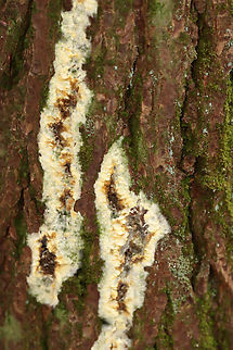 Wet Rot - Coniophora puteana Habitat: Growing on pine; coniferous forest
https://www.jungledragon.com/image/147658/wet_rot_-_coniophora_puteana.html Coniophora puteana,Fall,Geotagged,United States,Wet rot