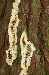 Wet Rot - Coniophora puteana Habitat: Growing on pine; coniferous forest<br />
https://www.jungledragon.com/image/147658/wet_rot_-_coniophora_puteana.html Coniophora puteana,Fall,Geotagged,United States,Wet rot