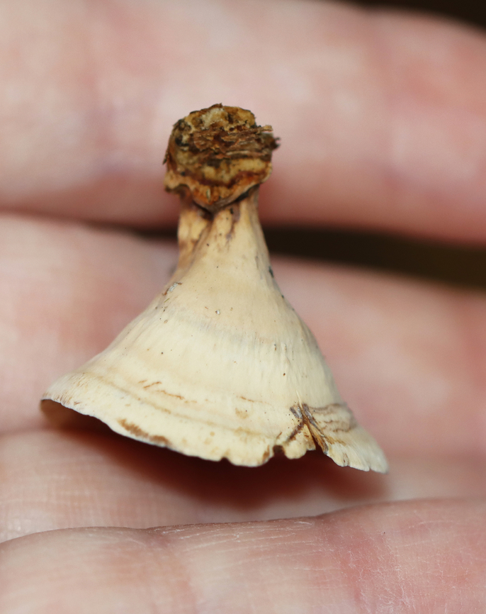 Stereum lobatum Habitat: Growing on rotting wood; mixed forest<br />
<figure class="photo"><a href="https://www.jungledragon.com/image/147661/stereum_lobatum.html" title="Stereum lobatum"><img src="https://s3.amazonaws.com/media.jungledragon.com/images/3232/147661_thumb.jpg?AWSAccessKeyId=05GMT0V3GWVNE7GGM1R2&Expires=1767225610&Signature=pipdq3IhytqswIS%2FnTxAKO8fwg4%3D" width="122" height="152" alt="Stereum lobatum Habitat: Growing on rotting wood; mixed forest<br />
https://www.jungledragon.com/image/147661/stereum_lobatum.html<br />
https://www.jungledragon.com/image/147663/stereum_lobatum.html<br />
https://www.jungledragon.com/image/147662/stereum_lobatum.html Fall,Geotagged,Stereum lobatum,United States" /></a></figure><br />
<figure class="photo"><a href="https://www.jungledragon.com/image/147663/stereum_lobatum.html" title="Stereum lobatum"><img src="https://s3.amazonaws.com/media.jungledragon.com/images/3232/147663_thumb.jpg?AWSAccessKeyId=05GMT0V3GWVNE7GGM1R2&Expires=1767225610&Signature=A2g%2FCZXl%2BK38kKXK5bHKZese1gI%3D" width="200" height="148" alt="Stereum lobatum Habitat: Growing on rotting wood; mixed forest<br />
https://www.jungledragon.com/image/147661/stereum_lobatum.html<br />
https://www.jungledragon.com/image/147663/stereum_lobatum.html<br />
https://www.jungledragon.com/image/147662/stereum_lobatum.html Fall,Geotagged,Stereum lobatum,United States" /></a></figure><br />
<figure class="photo"><a href="https://www.jungledragon.com/image/147662/stereum_lobatum.html" title="Stereum lobatum"><img src="https://s3.amazonaws.com/media.jungledragon.com/images/3232/147662_thumb.jpg?AWSAccessKeyId=05GMT0V3GWVNE7GGM1R2&Expires=1767225610&Signature=%2Bzf58jbgDF%2FDfGsRfmohN%2BKfcmI%3D" width="118" height="152" alt="Stereum lobatum Habitat: Growing on rotting wood; mixed forest<br />
https://www.jungledragon.com/image/147661/stereum_lobatum.html<br />
https://www.jungledragon.com/image/147663/stereum_lobatum.html<br />
https://www.jungledragon.com/image/147662/stereum_lobatum.html Fall,Geotagged,Stereum lobatum,United States,fungus,stereum" /></a></figure> Fall,Geotagged,Stereum lobatum,United States