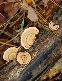 Stereum lobatum Habitat: Growing on rotting wood; mixed forest
https://www.jungledragon.com/image/147661/stereum_lobatum.html
https://www.jungledragon.com/image/147663/stereum_lobatum.html
https://www.jungledragon.com/image/147662/stereum_lobatum.html Fall,Geotagged,Stereum lobatum,United States,fungus,stereum