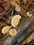 Stereum lobatum Habitat: Growing on rotting wood; mixed forest<br />
https://www.jungledragon.com/image/147661/stereum_lobatum.html<br />
https://www.jungledragon.com/image/147663/stereum_lobatum.html<br />
https://www.jungledragon.com/image/147662/stereum_lobatum.html Fall,Geotagged,Stereum lobatum,United States,fungus,stereum