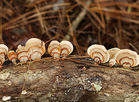 Stereum lobatum Habitat: Growing on rotting wood; mixed forest
https://www.jungledragon.com/image/147661/stereum_lobatum.html
https://www.jungledragon.com/image/147663/stereum_lobatum.html
https://www.jungledragon.com/image/147662/stereum_lobatum.html Fall,Geotagged,Stereum lobatum,United States