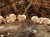 Stereum lobatum Habitat: Growing on rotting wood; mixed forest<br />
https://www.jungledragon.com/image/147661/stereum_lobatum.html<br />
https://www.jungledragon.com/image/147663/stereum_lobatum.html<br />
https://www.jungledragon.com/image/147662/stereum_lobatum.html Fall,Geotagged,Stereum lobatum,United States