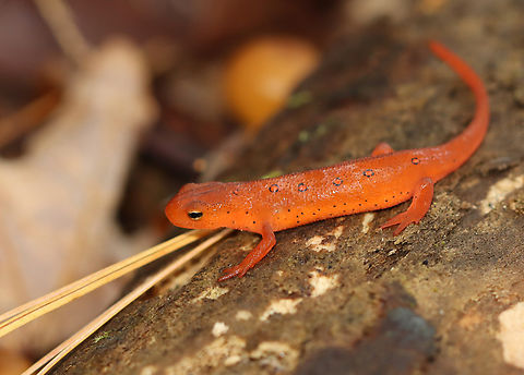 Eastern Newt (Red Eft) - Notophthalmus viridescens Habitat: Mixed forest Eastern newt,Fall,Geotagged,Notophthalmus,Notophthalmus viridescens,United States,eft,newt,red eft,salamander