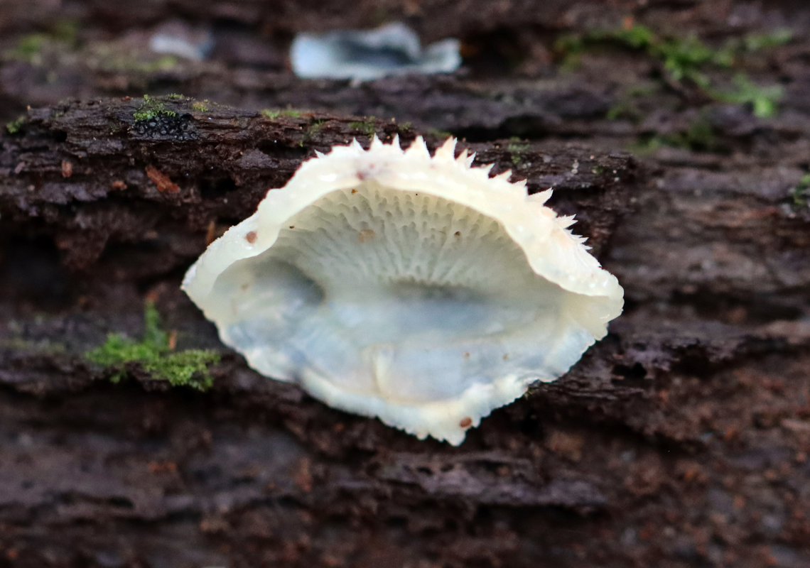 Jelly Rot - Phlebia tremellosa Habitat: Growing on a rotting conifer log<br />
<figure class="photo"><a href="https://www.jungledragon.com/image/147669/jelly_rot_-_phlebia_tremellosa.html" title="Jelly Rot - Phlebia tremellosa"><img src="https://s3.amazonaws.com/media.jungledragon.com/images/3232/147669_thumb.jpg?AWSAccessKeyId=05GMT0V3GWVNE7GGM1R2&Expires=1770854410&Signature=JAyjbajbC%2FmKVvilBA9lZ%2FedVDM%3D" width="200" height="154" alt="Jelly Rot - Phlebia tremellosa Habitat: Growing on a rotting conifer log<br />
https://www.jungledragon.com/image/147668/jelly_rot_-_phlebia_tremellosa.html Fall,Geotagged,Merulius tremellosus,Trembling Crust,United States" /></a></figure> Fall,Geotagged,Merulius tremellosus,Phlebia tremellosa,Trembling Crust,United States,jelly rot,phlebia