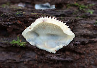 Jelly Rot - Phlebia tremellosa Habitat: Growing on a rotting conifer log<br />
https://www.jungledragon.com/image/147669/jelly_rot_-_phlebia_tremellosa.html Fall,Geotagged,Merulius tremellosus,Phlebia tremellosa,Trembling Crust,United States,jelly rot,phlebia