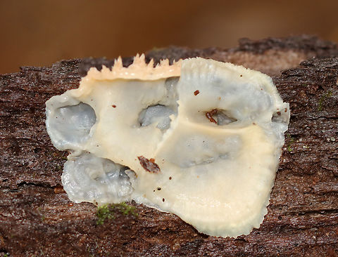 Jelly Rot - Phlebia tremellosa Habitat: Growing on a rotting conifer log
https://www.jungledragon.com/image/147668/jelly_rot_-_phlebia_tremellosa.html Fall,Geotagged,Merulius tremellosus,Trembling Crust,United States
