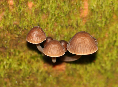 Oak-stump Bonnet Cap - Mycena inclinata Habitat: Growing on rotting wood; mixed forest Fall,Geotagged,Mycena inclinata,Oak-stump bonnet cap,United States,fungus,mushroom,mycena