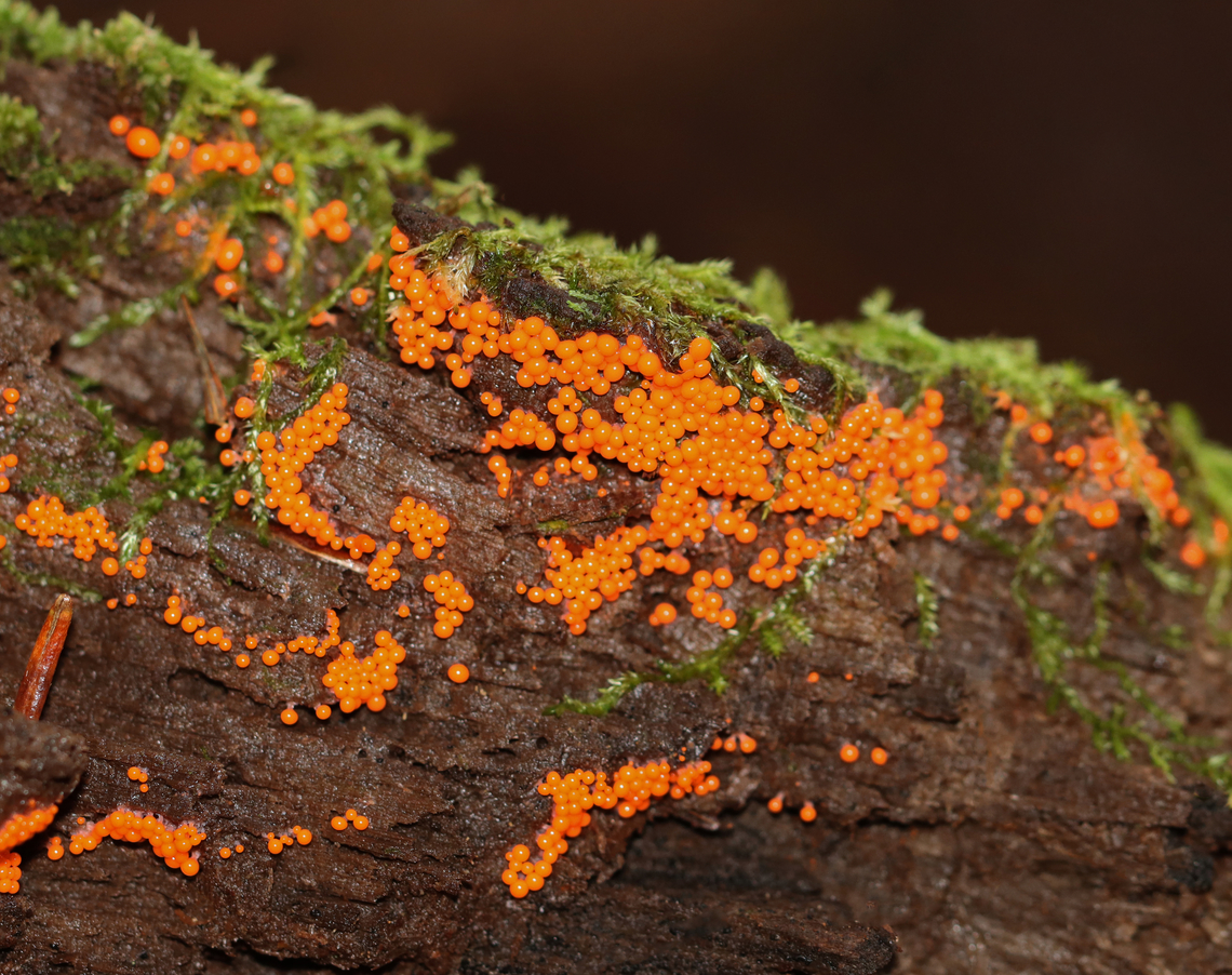 Push Pin Slime Mold - Hemitrichia calyculata Habitat: Growing on rotting wood in a mixed forest. Fall,Geotagged,Hemitrichia calyculata,Push Pin Slime Mold,United States,hemitrichia,slime mold