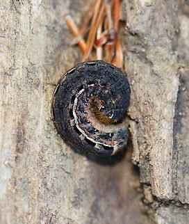 Large Yellow Underwing Caterpillar - Noctua pronuba Habitat: Found under a log; mixed forest Fall,Geotagged,Large yellow underwing,Noctua,Noctua pronuba,United States,caterpillar,larva
