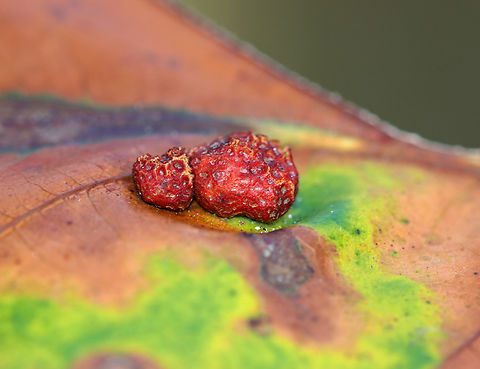 Midge Gall - Polystepha pilulae Host: Quercus sp. Fall,Geotagged,Polystepha,Polystepha pilulae,United States,gall,insect gall,midge gall