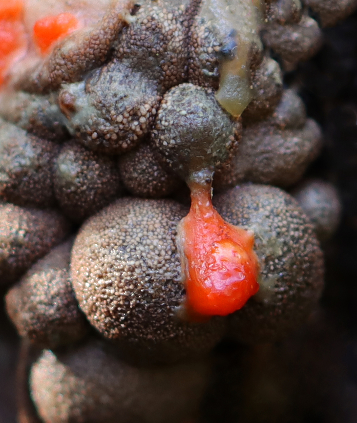Wolf's Milk - Lycogala epidendrum Gnarly, old slime mold oozing red slime that was very sticky. <br />
<br />
Habitat: Growing on rotting wood; mixed forest Fall,Geotagged,Lycogala epidendrum,United States,Wolf's milk,lycogala,slime mold